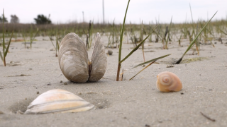 North Carolina Seashells