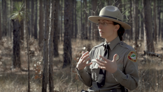 Longleaf Pine Forests