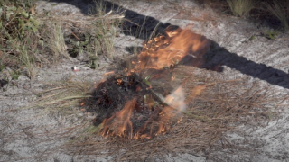 Prescribed Burns at Carolina Beach State Park