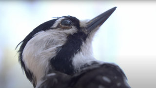 The Red Cockaded Woodpecker