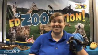 Virtual School Programs at the NC Zoo