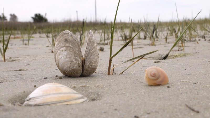 North Carolina Seashells